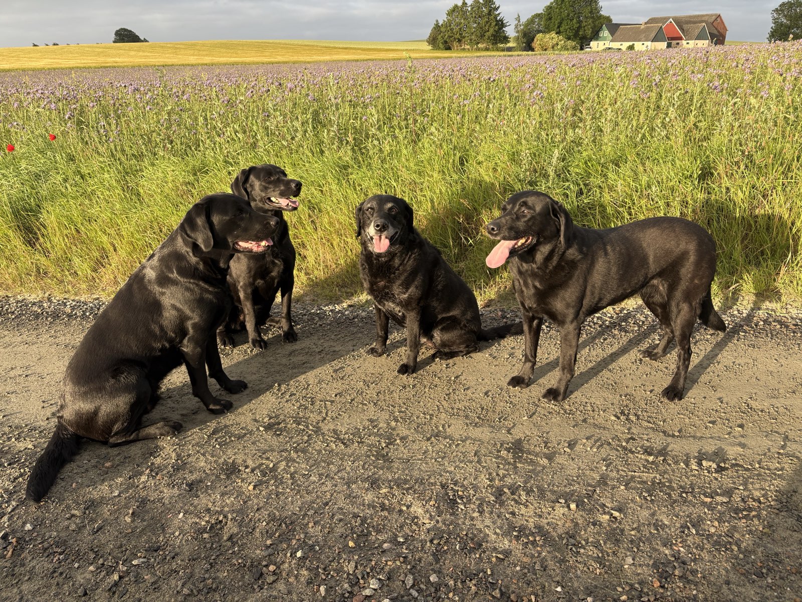 My gundogs: Trix, Siv, Fia and Rut